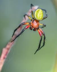Attēlu rezultāti vaicājumam “Cribraria purpurea”