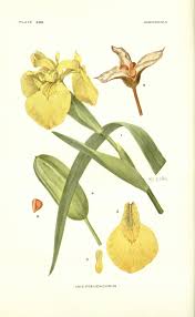 Attēlu rezultāti vaicājumam “Iris pseudacorus”