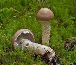 Attēlu rezultāti vaicājumam “Stropharia hornemannii”