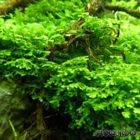 Attēlu rezultāti vaicājumam “Riccardia incurvata”