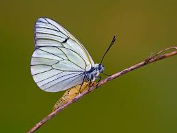 Attēlu rezultāti vaicājumam “Aporia crataegi pupa”