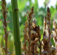Attēlu rezultāti vaicājumam “Orobanche coerulescens bud”