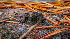 Attēlu rezultāti vaicājumam “Stemonitis fusca spores”