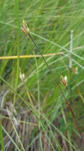 Attēlu rezultāti vaicājumam “Juncus stygius”