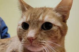 Image result for cat found