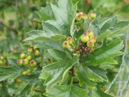 Attēlu rezultāti vaicājumam “Crataegus chlorosarca”