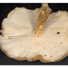 Attēlu rezultāti vaicājumam “Polyporus ciliatus”