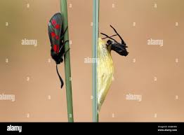 Attēlu rezultāti vaicājumam “Zygaena cocoon”