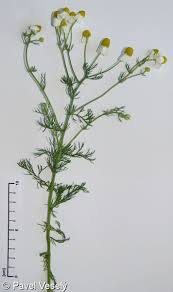 Image result for Matricaria recutita (chamomilla)