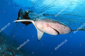 Image result for Carcharhinus galapagensis