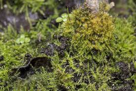 Attēlu rezultāti vaicājumam “Amblystegium serpens”