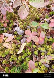 Attēlu rezultāti vaicājumam “Sphagnum wulfianum”