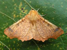 Attēlu rezultāti vaicājumam “Ennomos autumnaria male”