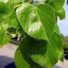 Attēlu rezultāti vaicājumam “Tilia platyphyllos Laciniata leaf”