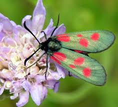 Attēlu rezultāti vaicājumam “Zygaenidae”