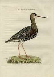 Image result for Tringa erythropus