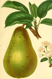 Attēlu rezultāti vaicājumam “Pyrus pyraster fruit”