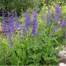 Image result for Salvia pratensis