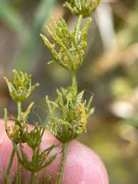 Attēlu rezultāti vaicājumam “Chara contraria”