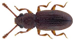 Attēlu rezultāti vaicājumam “Dendrophagus crenatus”