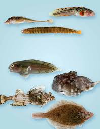 Image result for Myzopsetta ferruginea