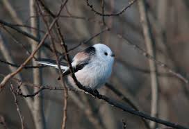 Attēlu rezultāti vaicājumam “Aegithalos caudatus adult”