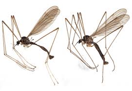 Attēlu rezultāti vaicājumam “Limoniidae”