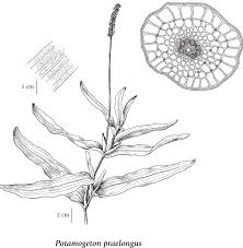 Attēlu rezultāti vaicājumam “Potamogeton praelongus”