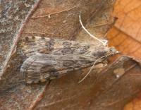 Attēlu rezultāti vaicājumam “Nomophila noctuella”