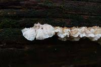 Attēlu rezultāti vaicājumam “Postia undosa”