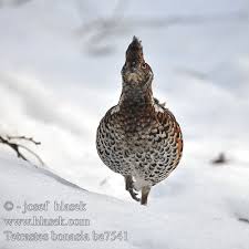 Attēlu rezultāti vaicājumam “Tetrastes bonasia female”