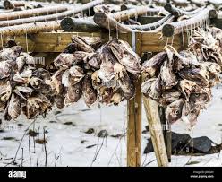 Image result for Arctogadus glacialis