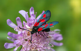 Attēlu rezultāti vaicājumam “Zygaena viciae”