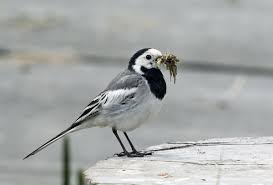 Image result for Motacilla alba