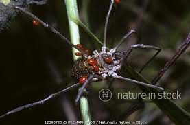 Attēlu rezultāti vaicājumam “Phalangium opilio”