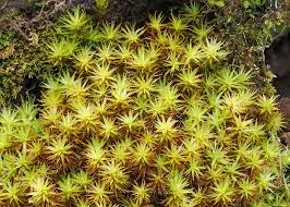 Attēlu rezultāti vaicājumam “Pseudobryum cinclidioides”