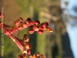 Attēlu rezultāti vaicājumam “Rumex acetosa bud”