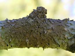 Attēlu rezultāti vaicājumam “Melanohalea olivacea”