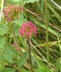 Attēlu rezultāti vaicājumam “Poterium sanguisorba flower”