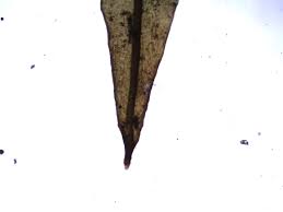 Attēlu rezultāti vaicājumam “Schistidium dupretii”