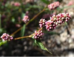 Attēlu rezultāti vaicājumam “Persicaria maculosa leaf”