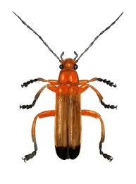 Attēlu rezultāti vaicājumam “Rhagonycha fulva”