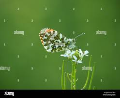 Attēlu rezultāti vaicājumam “Anthocharis cardamines underside”