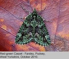 Attēlu rezultāti vaicājumam “Chloroclysta siterata”