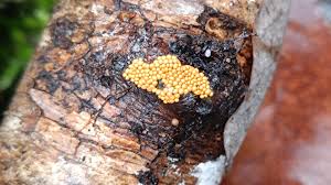 Attēlu rezultāti vaicājumam “Oligonema sp.”