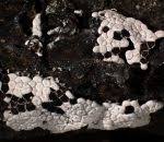 Attēlu rezultāti vaicājumam “Diderma chondrioderma”