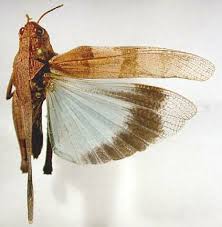 Attēlu rezultāti vaicājumam “Oedipoda caerulescens”