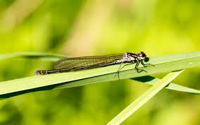 Attēlu rezultāti vaicājumam “Coenagrion pulchellum female”
