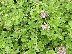 Attēlu rezultāti vaicājumam “Geraniaceae”