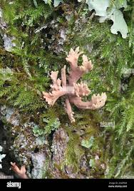 Attēlu rezultāti vaicājumam “Lentaria sp.”